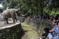 Daftar ragam satwa unik di Taman Margasatwa Ragunan